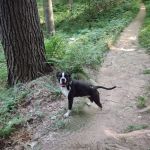 Mohican State Park - Backpack Campsite #10