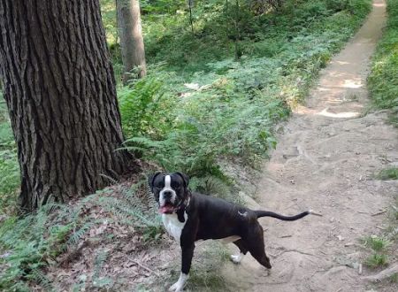 Mohican State Park - Backpack Campsite #10