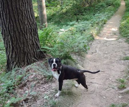 Mohican State Park - Backpack Campsite #10