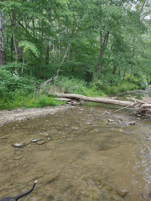 Mohican State Park - Backpack Campsite #10 Picture 3