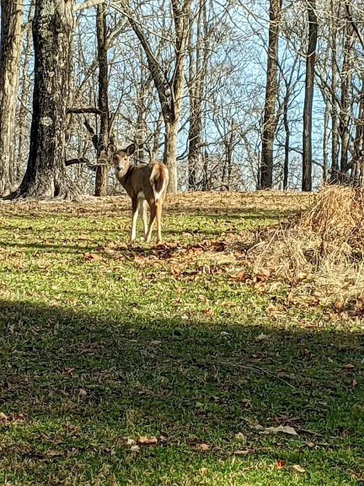 Dillon State Park Campground Picture 8