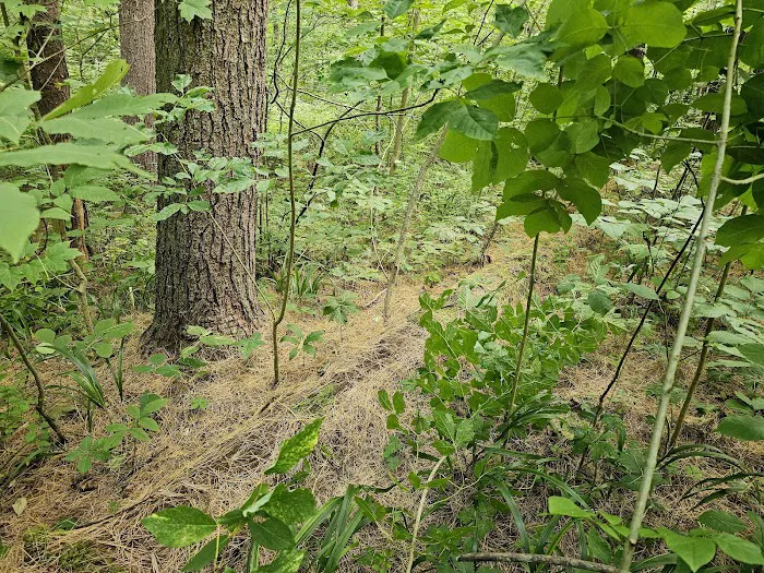 Burr Oak Cove Campground Picture 5