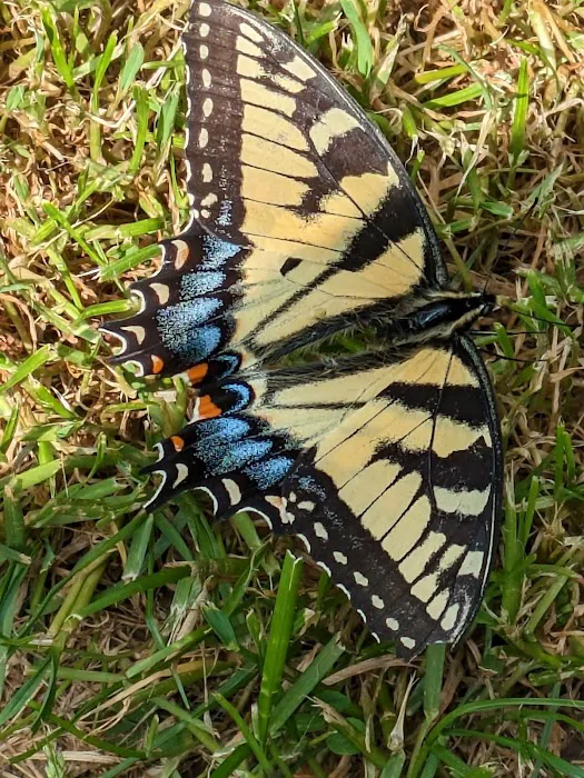 2 Bees Campground Picture 6