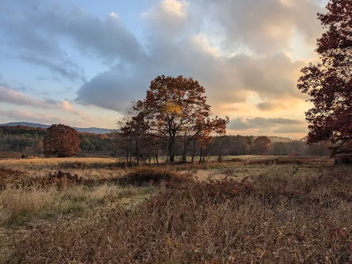 Wild Meadows Picture 6