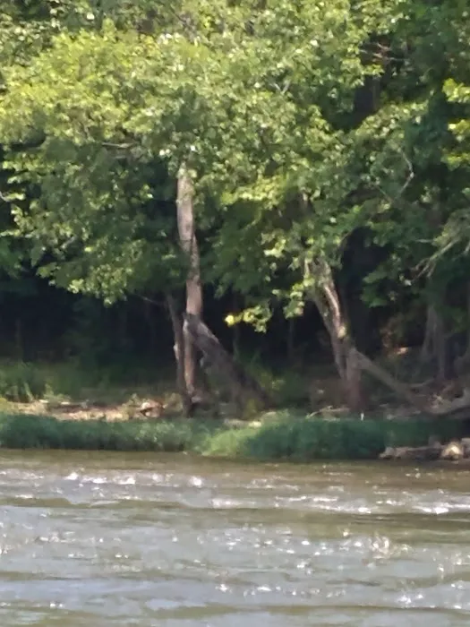 River Junction Campground and Canoeing Picture 7