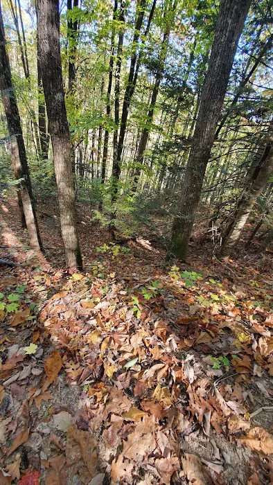 Blue Jay Campground Picture 6