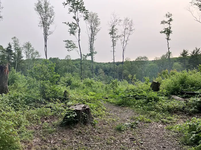 Mohican State Park - Backpack Campsite #6 Picture 3