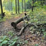Mohican State Park - Backpack Campsite #2