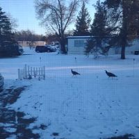 Recreacres JV LLC Stevens Point WI ico