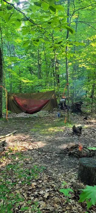 Zeleski State Forest Camp 3 - Secluded Camp Site Picture 1