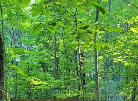 Zeleski State Forest Camp 3 - Secluded Camp Site