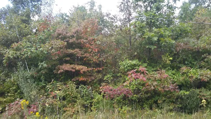 Vinton Furnace State Forest Hunters Camp Picture 10