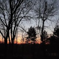 Trothwood Forest ico