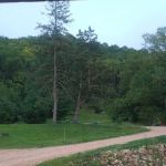 Pineview