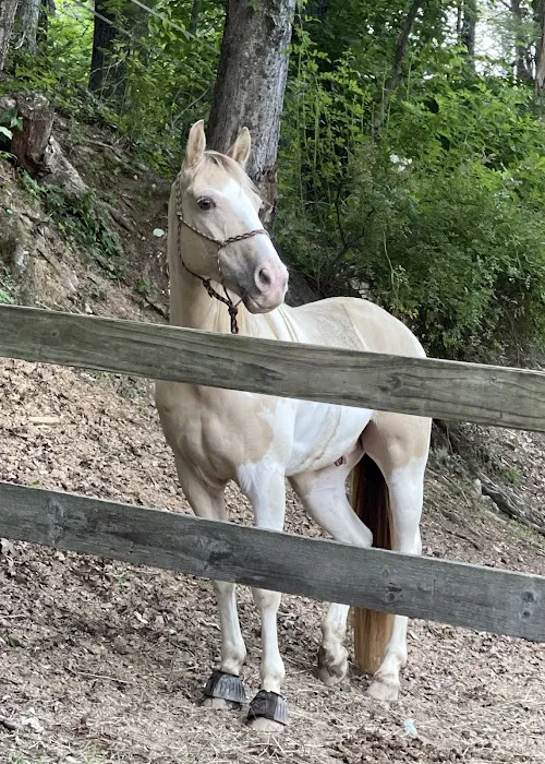 Iron Mountain Horse Camp Picture 6