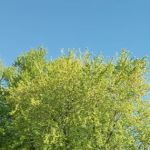 Maplewood Manufactured Home Community