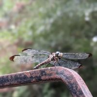 Dragonfly Trail ico
