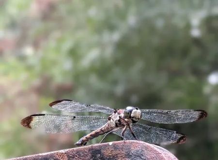 Dragonfly Trail