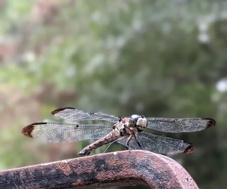 Dragonfly Trail