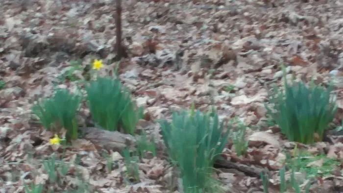 Rocky Creek Campground Picture 5