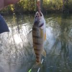 Cold Creek Trout Camp