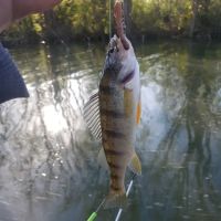 Cold Creek Trout Camp ico