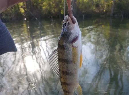 Cold Creek Trout Camp