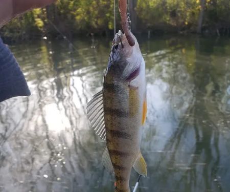 Cold Creek Trout Camp