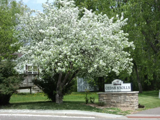 Cedar Knolls Picture 4
