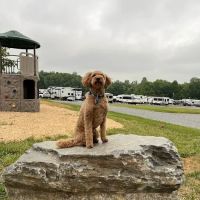 Black Dog Acres RV Park ico