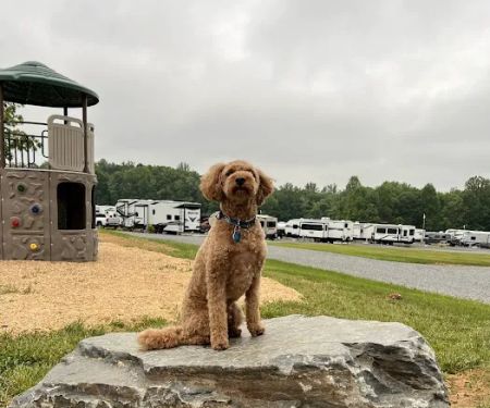Black Dog Acres RV Park