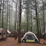 Sequoia