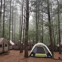 Sequoia ico