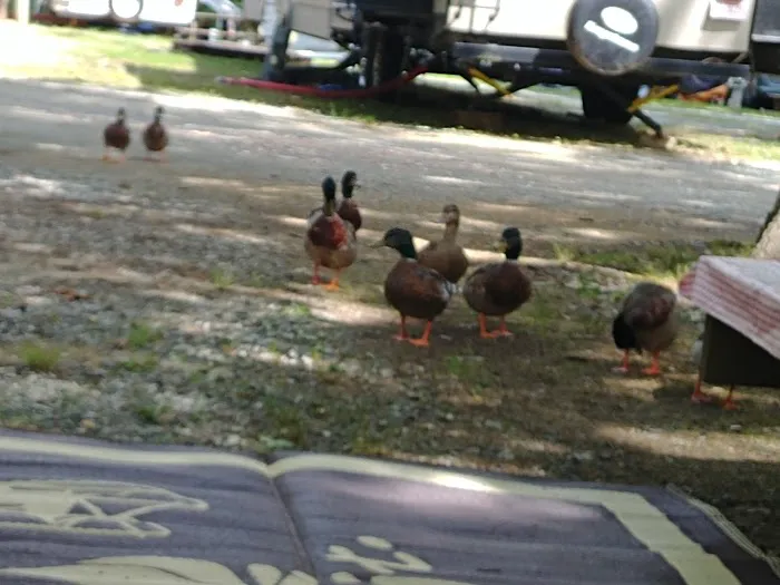 Hidden Lake Campgrounds Picture 5