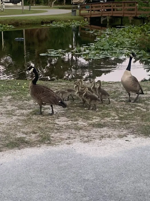 Whispering Pines RV Park & Campground Picture 1