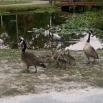 Whispering Pines RV Park & Campground