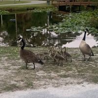 Whispering Pines RV Park & Campground ico