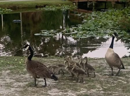 Whispering Pines RV Park & Campground