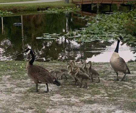 Whispering Pines RV Park & Campground