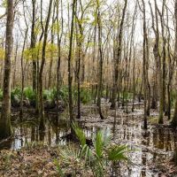 Hawkins Creek Campground ico