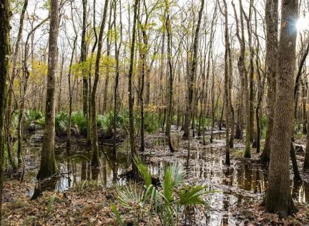 Hawkins Creek Campground