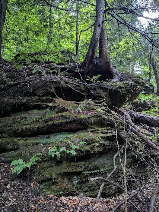 Nature's Way Picture 8