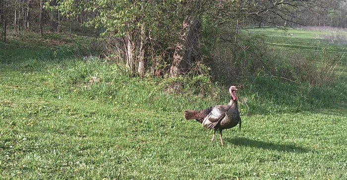 Grins & Pickin's CampFarm LLC Picture 6