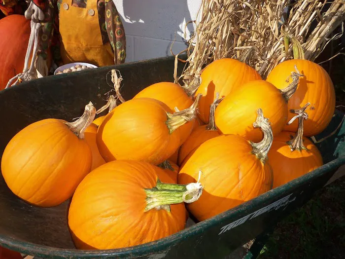 Grins & Pickin's CampFarm LLC Picture 5