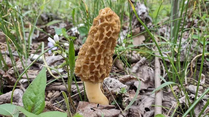 Camp Shroom Hocking Hills Picture 9