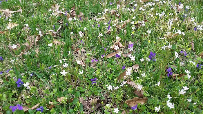 Scioto Trail State Park Walk-In Camping Area Picture 10
