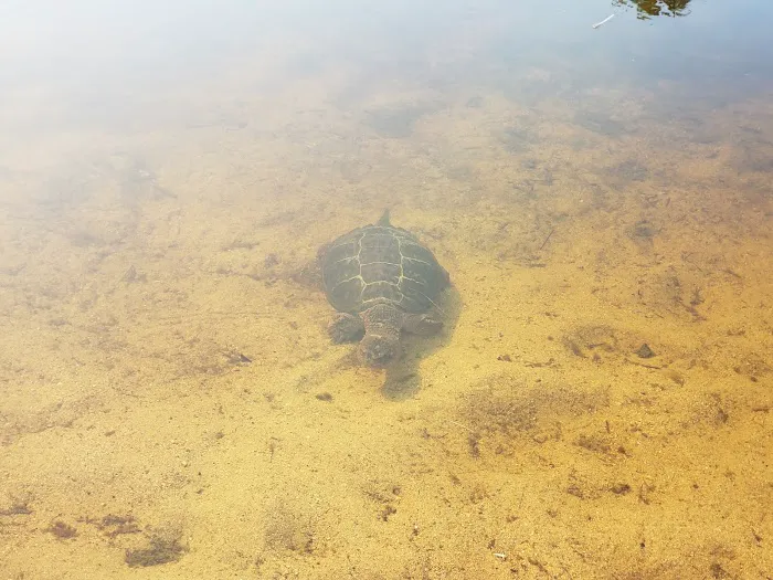 Sabao Lake Campground Picture 6