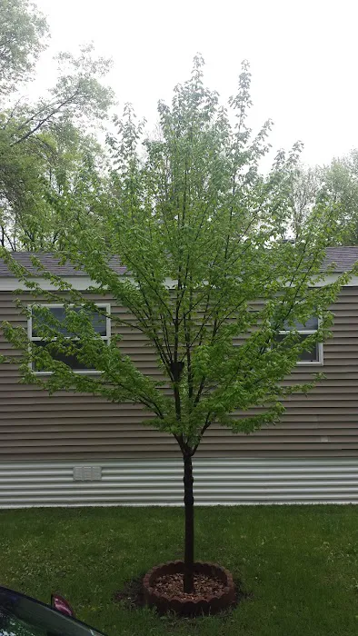 Evergreen Village Picture 1