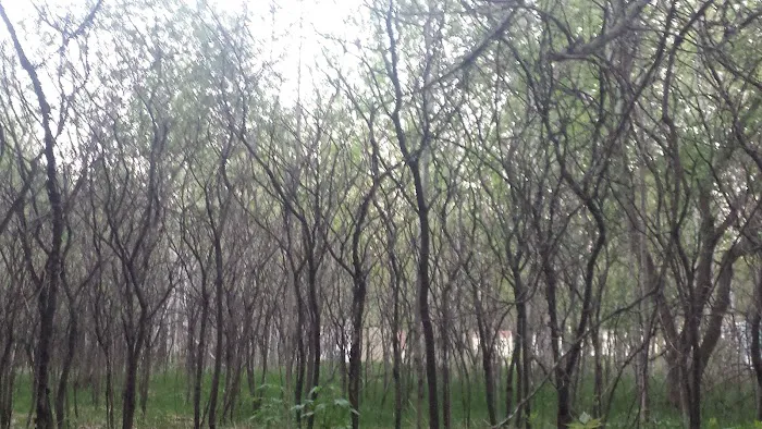 Evergreen Village Picture 2