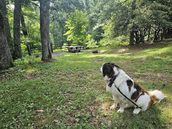 Doughton Park Campground Picture 9